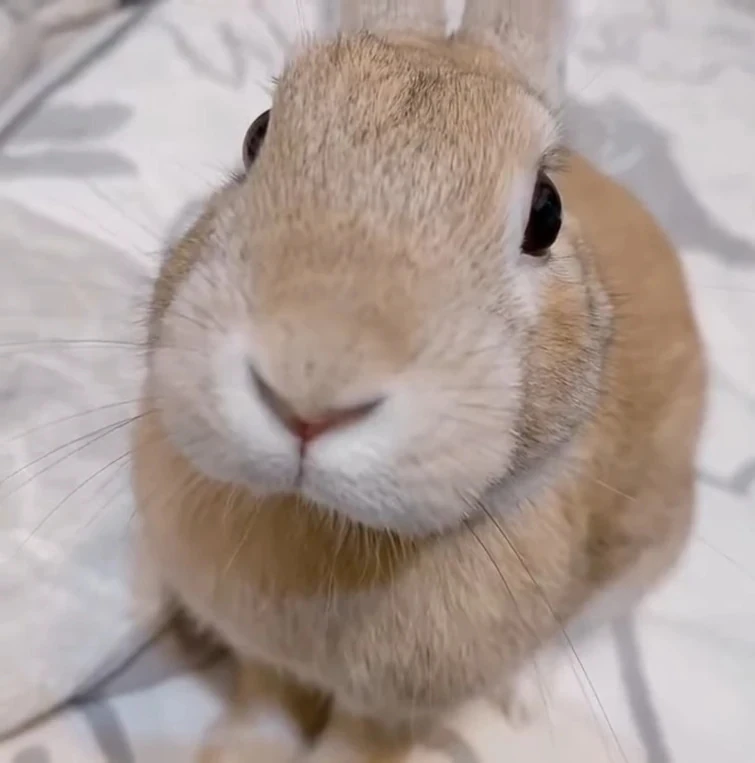 Cute bunny